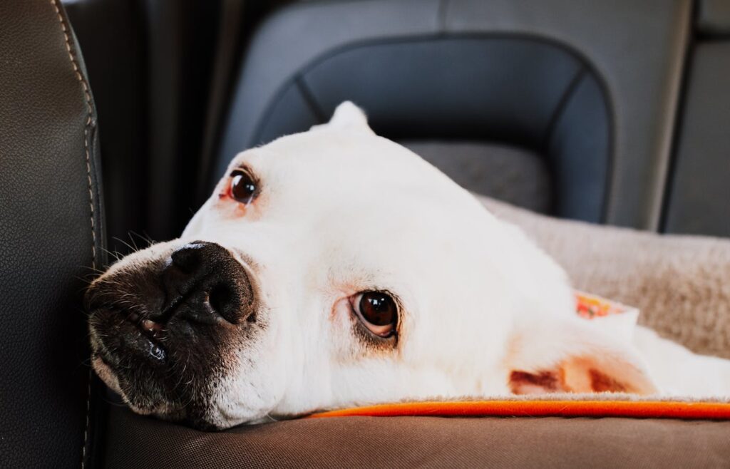 White dog lying on a car seat
